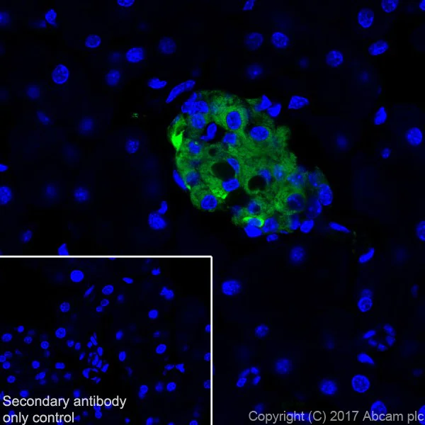 Immunohistochemistry (Frozen sections) - Anti-ICA 512/PTPRN antibody [EPR20718] (AB207750)