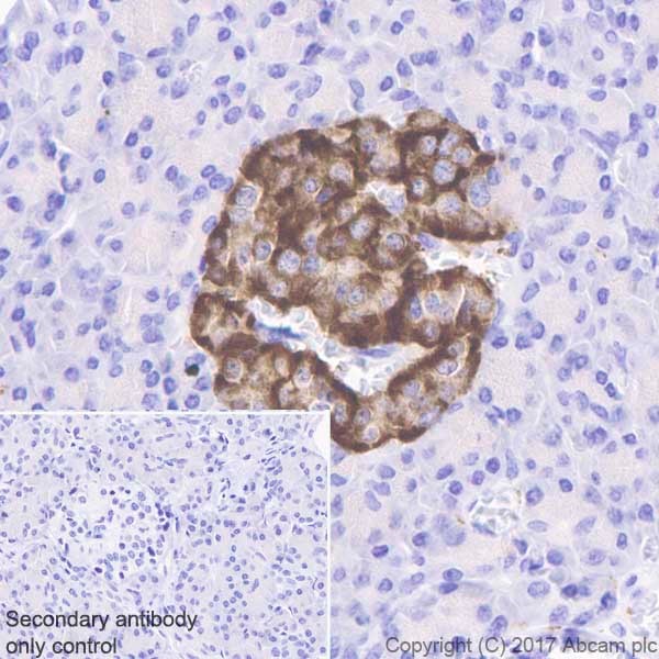 Immunohistochemistry (Formalin/PFA-fixed paraffin-embedded sections) - Anti-ICA 512/PTPRN antibody [EPR20718] - BSA and Azide free (AB251479)