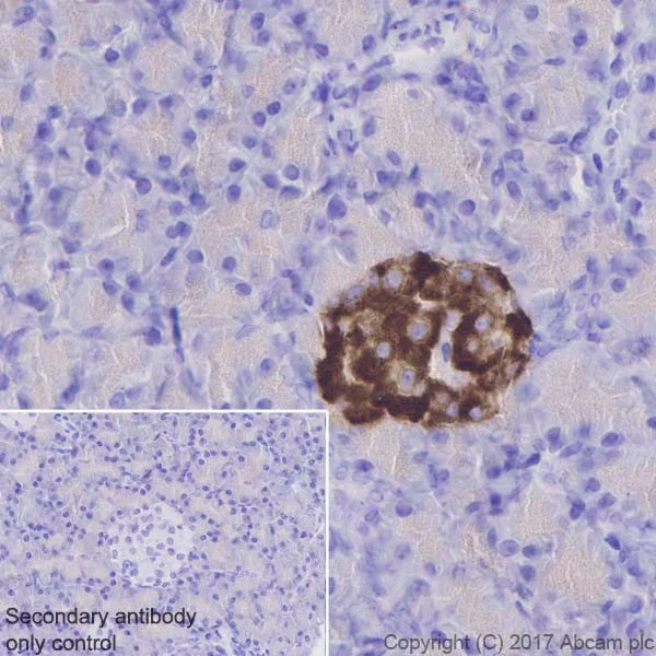 Immunohistochemistry (Formalin/PFA-fixed paraffin-embedded sections) - Anti-ICA 512/PTPRN antibody [EPR20718] - BSA and Azide free (AB251479)