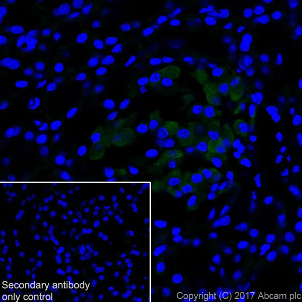 Immunohistochemistry (Frozen sections) - Anti-ICA 512/PTPRN antibody [EPR20718] - BSA and Azide free (AB251479)
