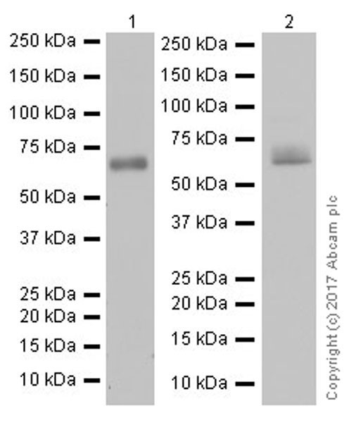 Western blot - Anti-ICA 512/PTPRN antibody [EPR20718] - BSA and Azide free (AB251479)