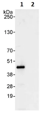 Immunoprecipitation - Anti-ICAD antibody (AB264202)