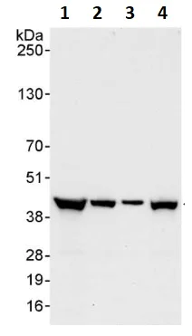 Western blot - Anti-ICAD antibody (AB264202)