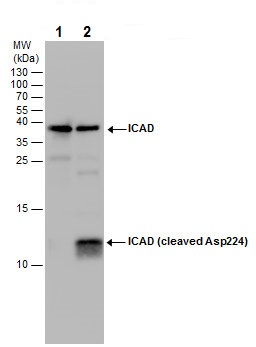 Western blot - Anti-ICAD antibody - Cleaved Asp224 (AB226876)
