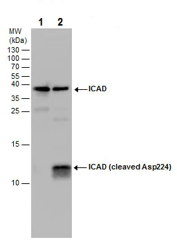 Western blot - Anti-ICAD antibody - Cleaved Asp224 (AB226876)