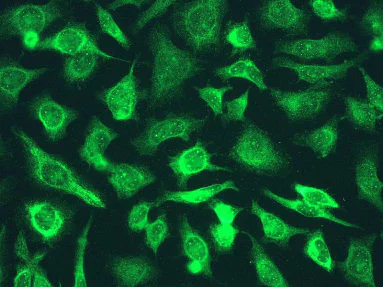 Immunocytochemistry/ Immunofluorescence - Anti-ICAD antibody [EPR4220] - BSA and Azide free (AB247711)