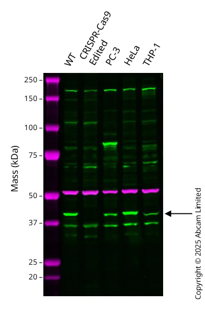 Western blot - Anti-ICAD antibody [EPR4220] - BSA and Azide free (AB247711)