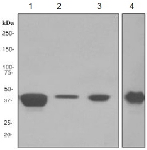 Western blot - Anti-ICAD antibody [EPR4221] - BSA and Azide free (AB248425)