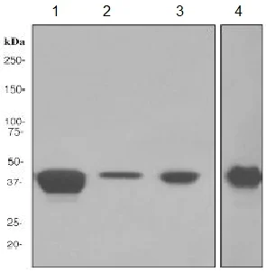 Western blot - Anti-ICAD antibody [EPR4221] - BSA and Azide free (AB248425)