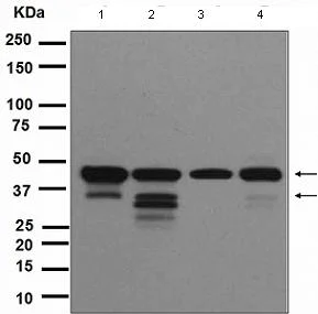 Western blot - Anti-ICAD antibody [EPR4222(2)] - BSA and Azide free (AB247681)