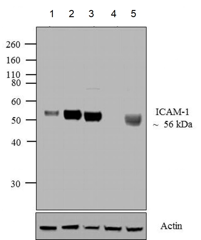 Western blot - Anti-ICAM1 antibody [1A29] (AB171123)