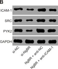 Western blot - Anti-ICAM1 antibody [1A29] (AB171123)