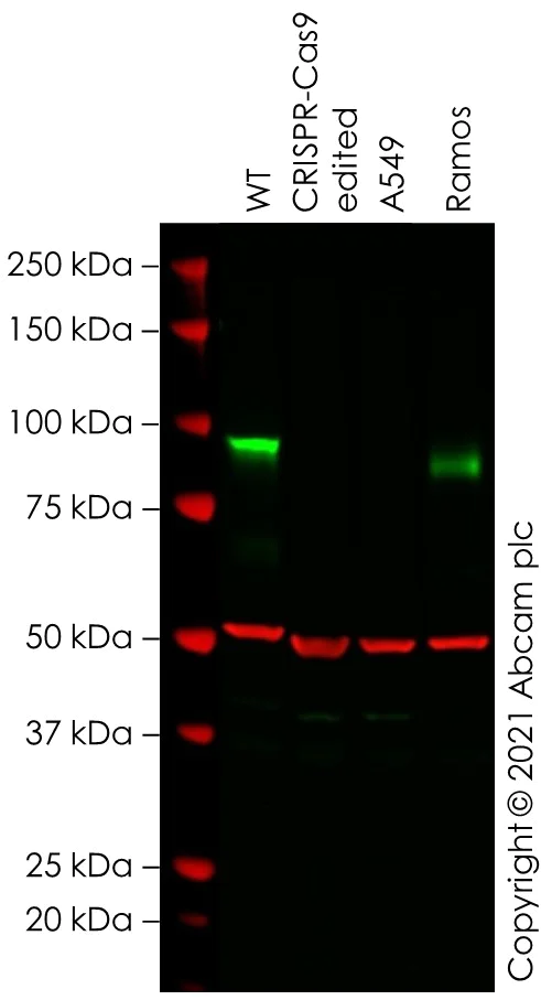 Western blot - Anti-ICAM1 antibody [EP1442Y] (AB53013)