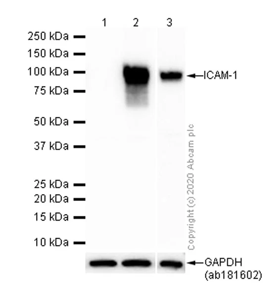 Western blot - Anti-ICAM1 antibody [EP1442Y] - Low endotoxin, Azide free (AB221777)