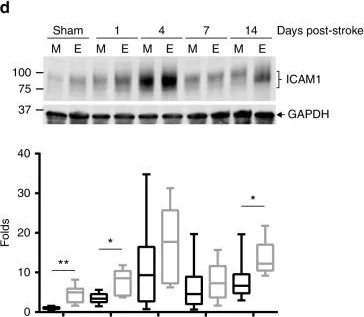 Western blot - Anti-ICAM1 antibody [EPR16608] (AB179707)