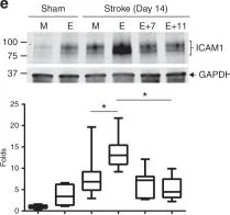 Western blot - Anti-ICAM1 antibody [EPR16608] (AB179707)