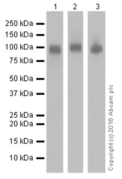 Western blot - Anti-ICAM1 antibody [EPR16608] (AB179707)