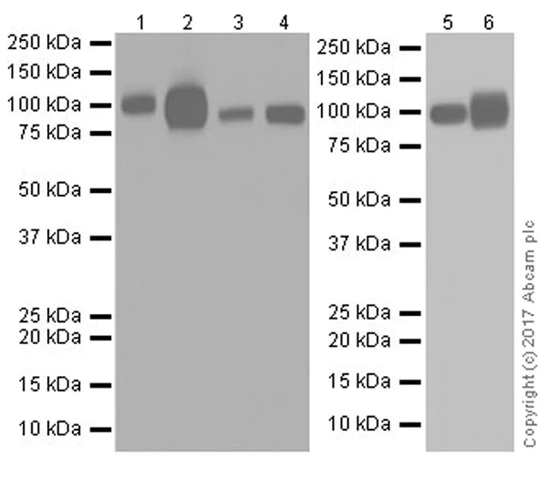 Western blot - Anti-ICAM1 antibody [EPR19938] (AB206398)