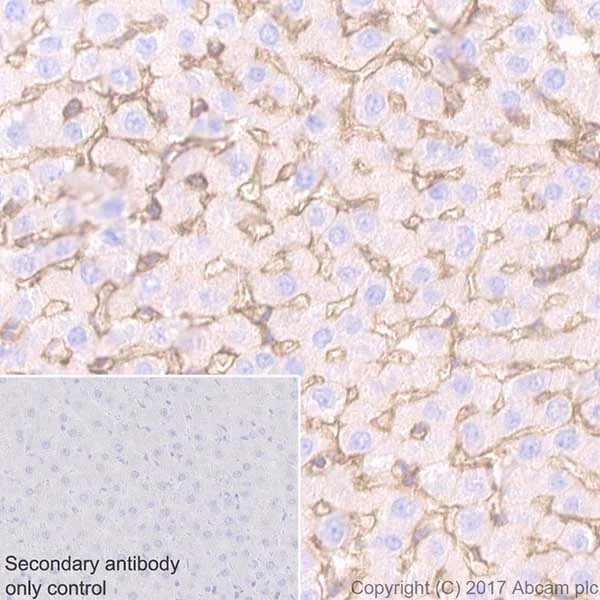Immunohistochemistry (Formalin/PFA-fixed paraffin-embedded sections) - Anti-ICAM1 antibody [EPR19938] - BSA and Azide free (AB251453)
