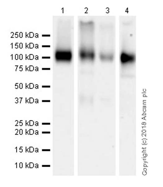 Western blot - Anti-ICAM1 antibody [EPR22161-284] (AB222736)