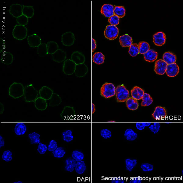 Immunocytochemistry/ Immunofluorescence - Anti-ICAM1 antibody [EPR22161-284] - BSA and Azide free (AB239401)