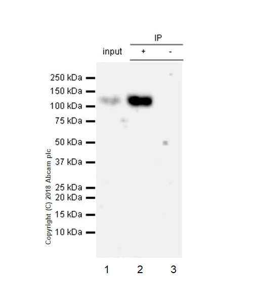 Immunoprecipitation - Anti-ICAM1 antibody [EPR22161-284] - BSA and Azide free (AB239401)