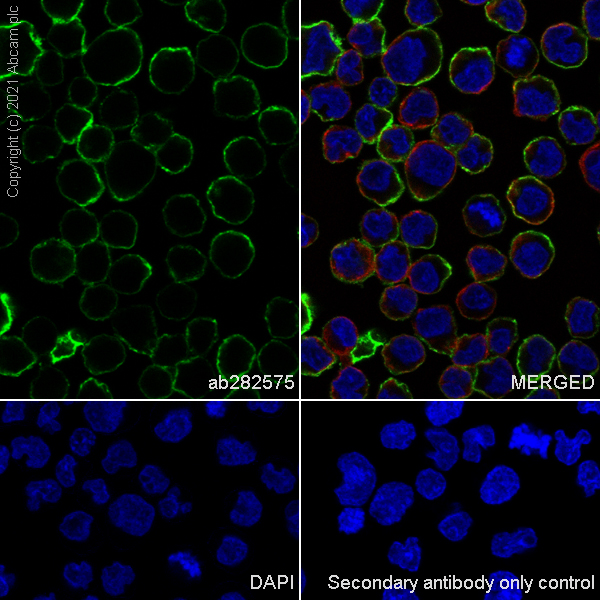 Immunocytochemistry/ Immunofluorescence - Anti-ICAM1 antibody [EPR24639-3] (AB282575)