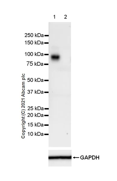 Western blot - Anti-ICAM1 antibody [EPR24639-3] (AB282575)
