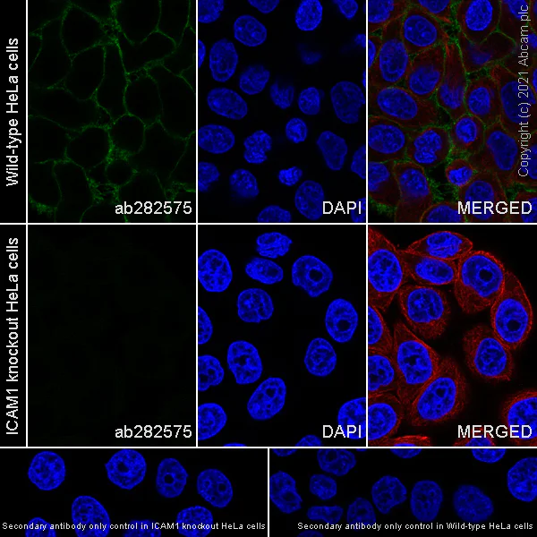 Immunocytochemistry - Anti-ICAM1 antibody [EPR24639-3] - BSA and Azide free (AB282599)
