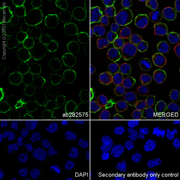 Immunocytochemistry/ Immunofluorescence - Anti-ICAM1 antibody [EPR24639-3] - BSA and Azide free (AB282599)