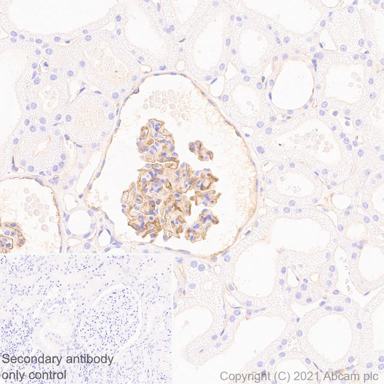 Immunohistochemistry (Formalin/PFA-fixed paraffin-embedded sections) - Anti-ICAM1 antibody [EPR24639-3] - BSA and Azide free (AB282599)