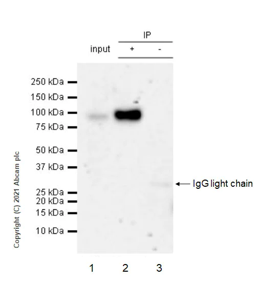 Immunoprecipitation - Anti-ICAM1 antibody [EPR24639-3] - BSA and Azide free (AB282599)