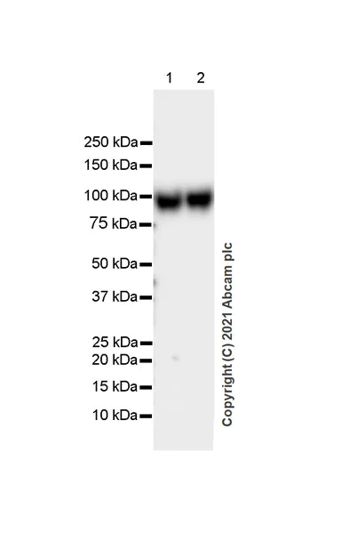Western blot - Anti-ICAM1 antibody [EPR24639-3] - BSA and Azide free (AB282599)