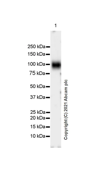 Western blot - Anti-ICAM1 antibody [EPR24639-3] - BSA and Azide free (AB282599)