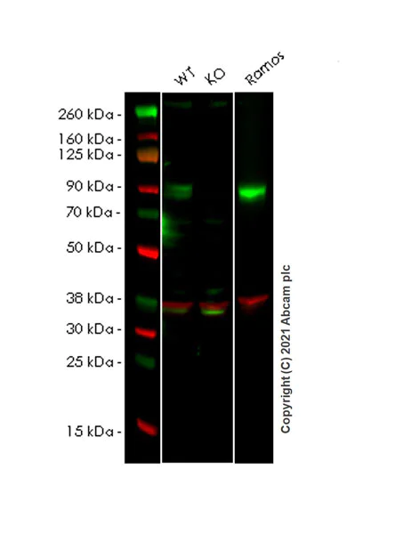 Western blot - Anti-ICAM1 antibody [EPR24639-3] - BSA and Azide free (AB282599)