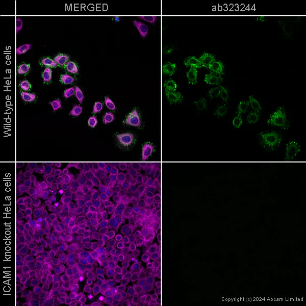 Immunocytochemistry/ Immunofluorescence - Anti-ICAM1 antibody [EPR24639-3] – Mouse IgG1 (Chimeric) – BSA and Azide Free (AB323253)