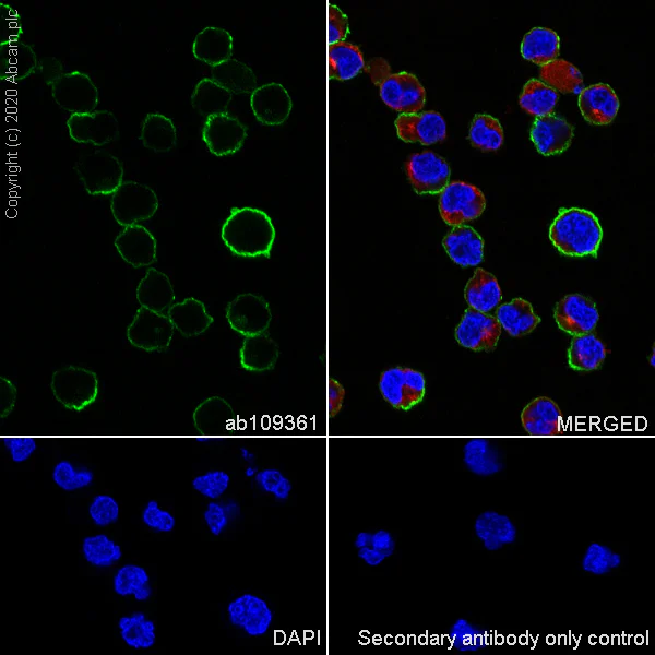 Immunocytochemistry/ Immunofluorescence - Anti-ICAM1 antibody [EPR4776] (AB109361)