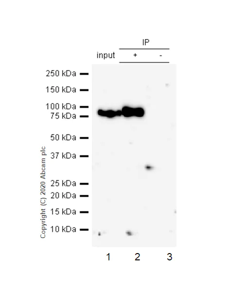 Immunoprecipitation - Anti-ICAM1 antibody [EPR4776] (AB109361)
