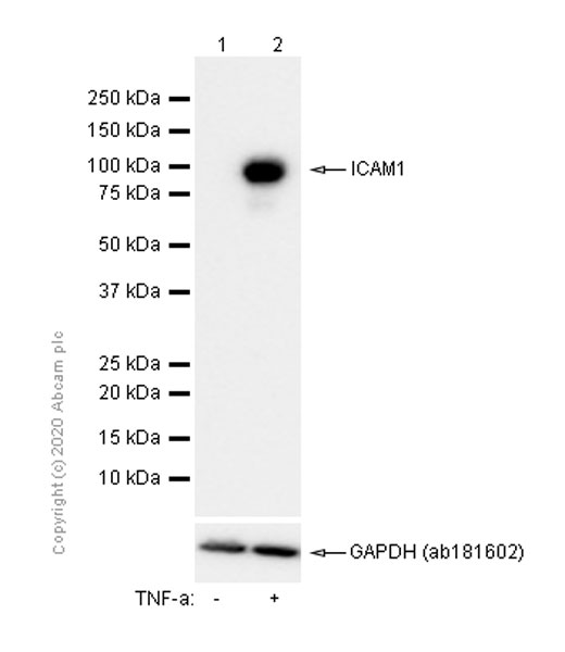 Anti-ICAM1 antibody [EPR4776]