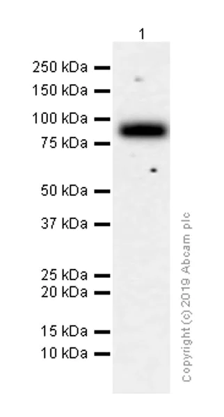 Western blot - Anti-ICAM1 antibody [EPR4776] (AB109361)
