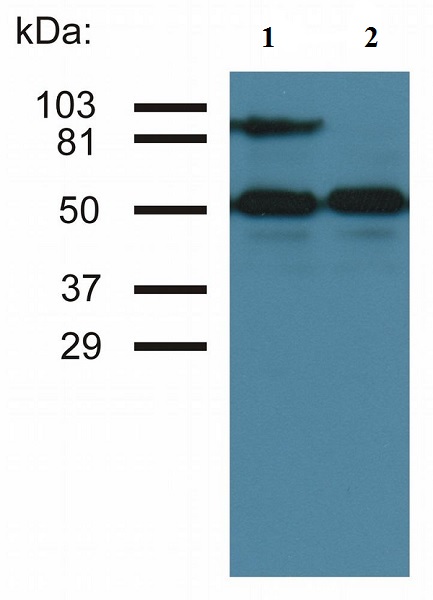 Western blot - Anti-ICAM1 antibody [MEM-111] (AB2213), expandable thumbnail