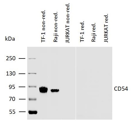 Western blot - Anti-ICAM1 antibody [MEM-111] (AB2213), expandable thumbnail