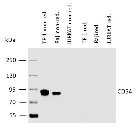 Western blot - Anti-ICAM1 antibody [MEM-111] (AB2213)