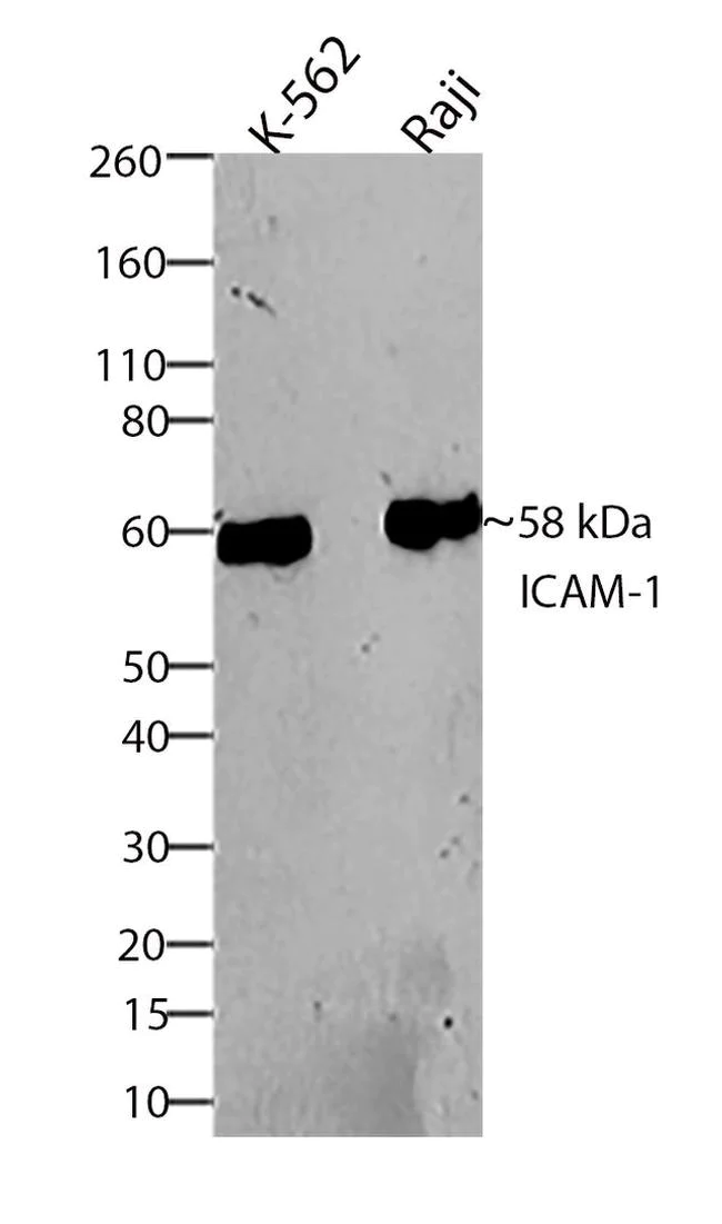 Western blot - Anti-ICAM1 antibody [RP23040065] (AB307993)
