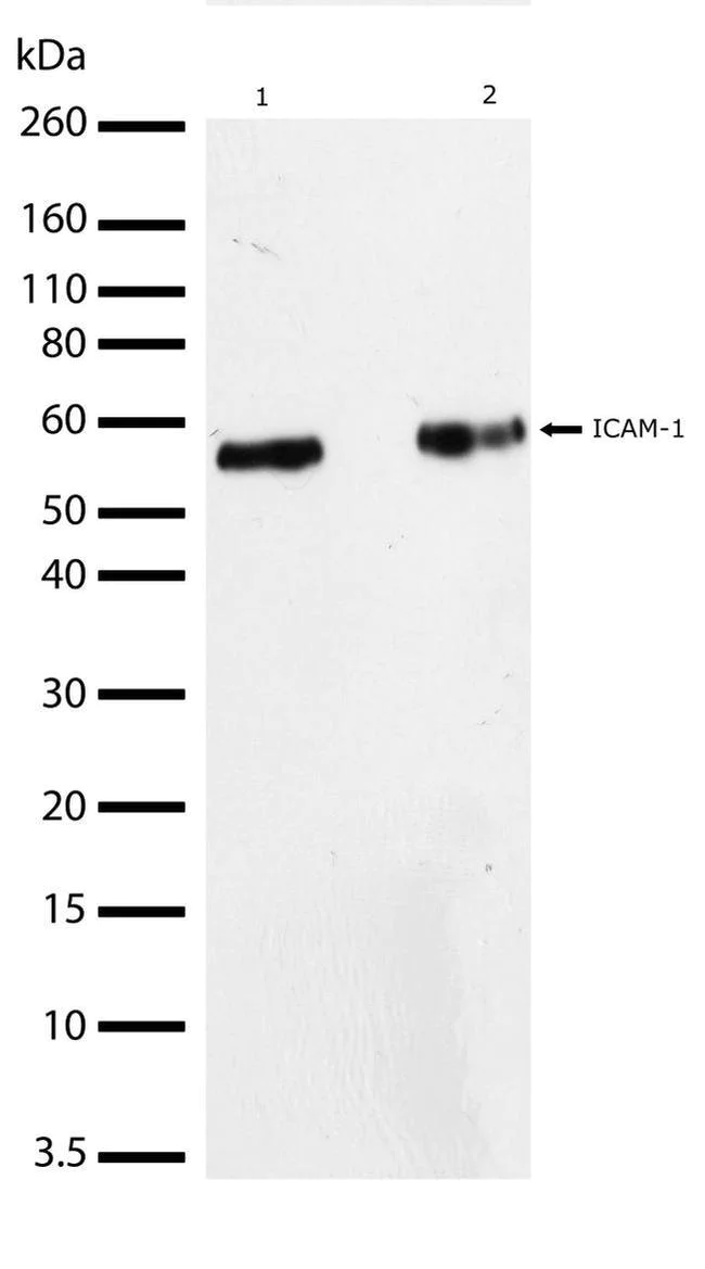 Western blot - Anti-ICAM1 antibody [RP23040065] (AB307993)