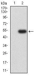 Western blot - Anti-ICAM2 antibody [6B9G10] (AB233828)