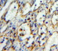 Immunohistochemistry (Formalin/PFA-fixed paraffin-embedded sections) - Anti-ICAM2 antibody (AB231564)