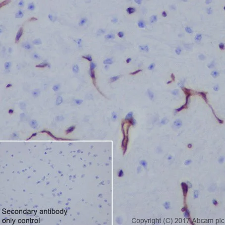 Immunohistochemistry (Formalin/PFA-fixed paraffin-embedded sections) - Anti-ICAM2 antibody [EPR18231-183] (AB189463)