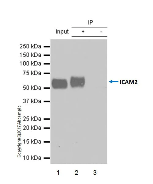 Immunoprecipitation - Anti-ICAM2 antibody [EPR18231-183] (AB189463)