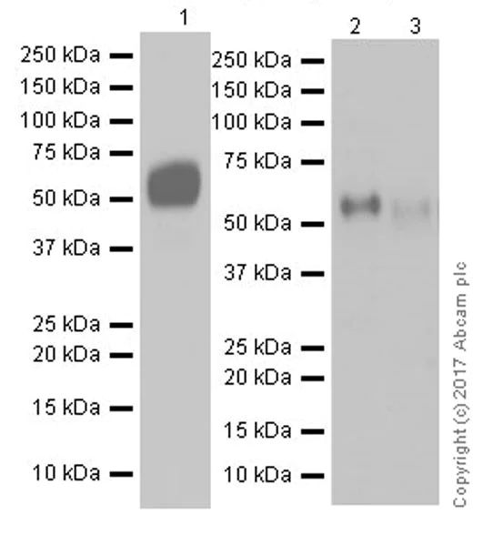 Western blot - Anti-ICAM2 antibody [EPR18231-183] (AB189463)